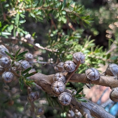 Leptospermum sp. (Tea Tree) at Hackett, ACT - 21 Apr 2023 by WalterEgo