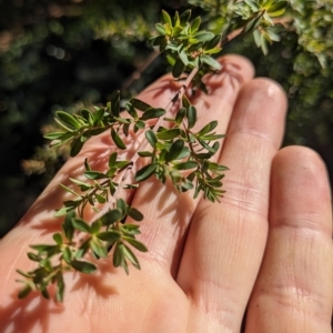 Leptospermum sp. at Hackett, ACT - 21 Apr 2023