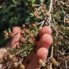 Leptospermum sp. at Hackett, ACT - 21 Apr 2023