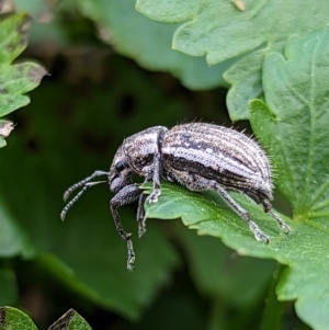 Naupactus leucoloma at Holder, ACT - 23 Apr 2023