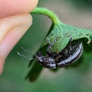 Naupactus leucoloma at Holder, ACT - 23 Apr 2023