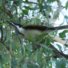 Entomyzon cyanotis (Blue-faced Honeyeater) at Parkes, ACT - 23 Apr 2023 by TomW