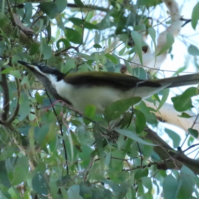 Entomyzon cyanotis (Blue-faced Honeyeater) at Mount Ainslie to Black Mountain - 23 Apr 2023 by BenW