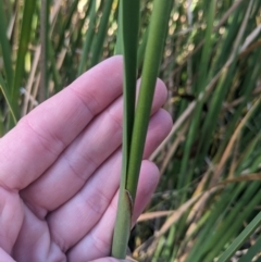 Typha orientalis at Kowen, ACT - 23 Apr 2023 08:54 AM