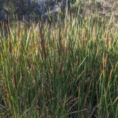 Typha orientalis at Kowen, ACT - 23 Apr 2023