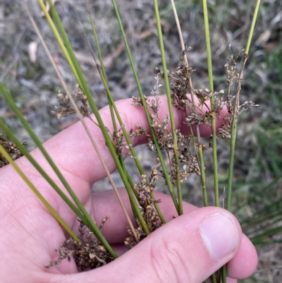 Juncus usitatus (Common Rush) at Acton, ACT - 9 Apr 2023 by Tapirlord