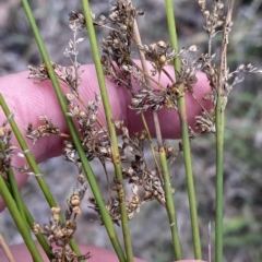 Juncus usitatus at Acton, ACT - 9 Apr 2023