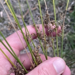 Juncus usitatus at Acton, ACT - 9 Apr 2023