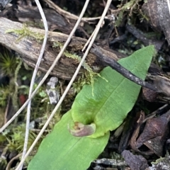 Chiloglottis seminuda (Turtle Orchid) by Tapirlord