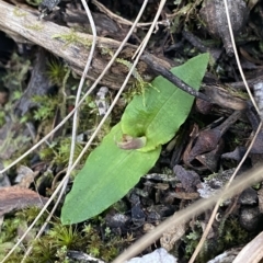 Chiloglottis seminuda at suppressed - 9 Apr 2023