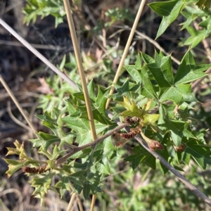 Grevillea ramosissima subsp. ramosissima at Acton, ACT - 9 Apr 2023