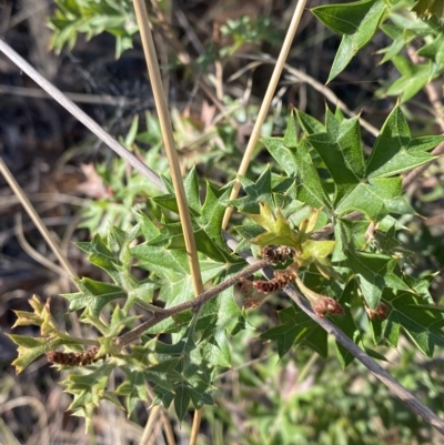 Grevillea ramosissima subsp. ramosissima (Fan Grevillea) at Acton, ACT - 9 Apr 2023 by Tapirlord