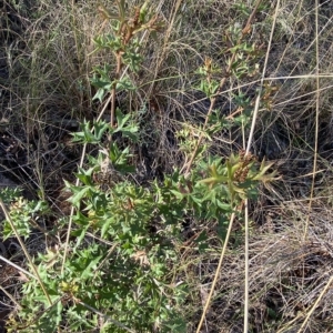 Grevillea ramosissima subsp. ramosissima at Acton, ACT - 9 Apr 2023