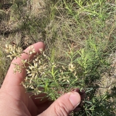 Cassinia quinquefaria at Acton, ACT - 9 Apr 2023 02:06 PM