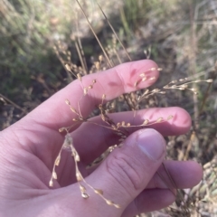 Juncus remotiflorus (Diffuse Rush) at Acton, ACT - 9 Apr 2023 by Tapirlord