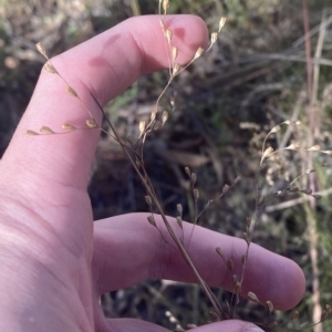 Juncus remotiflorus at Acton, ACT - 9 Apr 2023 02:06 PM