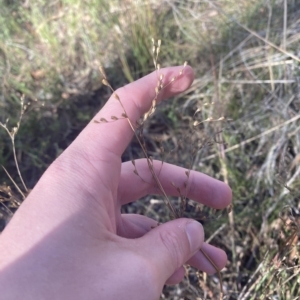 Juncus remotiflorus at Acton, ACT - 9 Apr 2023 02:06 PM