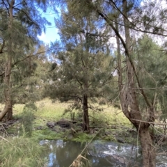 Casuarina cunninghamiana subsp. cunninghamiana at Greenway, ACT - 8 Apr 2023