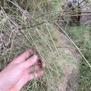 Amyema cambagei at Greenway, ACT - 8 Apr 2023 01:55 PM