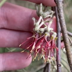 Amyema cambagei at Greenway, ACT - 8 Apr 2023