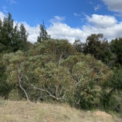 Eucalyptus pauciflora subsp. pauciflora at Urambi Hills - 8 Apr 2023