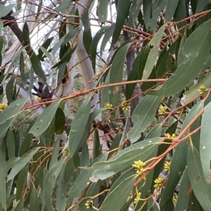 Eucalyptus pauciflora subsp. pauciflora at Urambi Hills - 8 Apr 2023