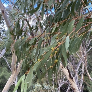 Eucalyptus pauciflora subsp. pauciflora at Urambi Hills - 8 Apr 2023