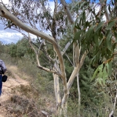 Eucalyptus pauciflora subsp. pauciflora at Urambi Hills - 8 Apr 2023