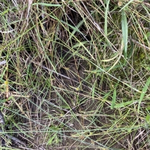 Cyperus sanguinolentus at Greenway, ACT - 8 Apr 2023