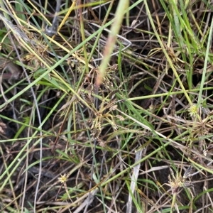 Cyperus sanguinolentus at Greenway, ACT - 8 Apr 2023