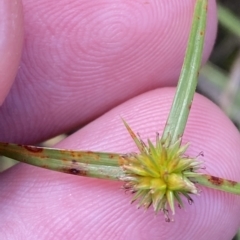 Cyperus sphaeroideus (Scented Sedge) at Greenway, ACT - 8 Apr 2023 by Tapirlord