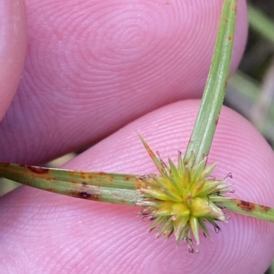 Cyperus sphaeroideus (Scented Sedge) at Urambi Hills - 8 Apr 2023 by Tapirlord