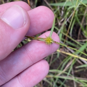 Cyperus sphaeroideus at Greenway, ACT - 8 Apr 2023 01:47 PM