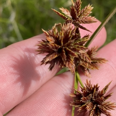 Cyperus lhotskyanus (A Sedge) at Greenway, ACT - 8 Apr 2023 by Tapirlord