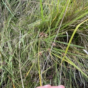 Cyperus lhotskyanus at Greenway, ACT - 8 Apr 2023