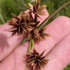 Cyperus lhotskyanus at Greenway, ACT - 8 Apr 2023