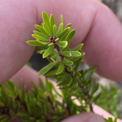 Micrantheum hexandrum (Box Micrantheum) at Paddys River, ACT - 8 Apr 2023 by Tapirlord