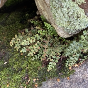 Asplenium subglandulosum at Paddys River, ACT - 8 Apr 2023 12:42 PM