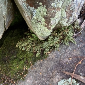 Asplenium subglandulosum at Paddys River, ACT - 8 Apr 2023 12:42 PM