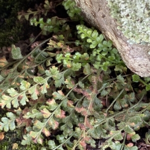 Asplenium subglandulosum at Paddys River, ACT - 8 Apr 2023 12:42 PM