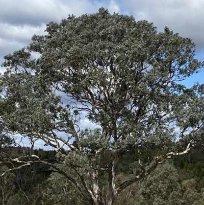 Eucalyptus polyanthemos subsp. polyanthemos (Red Box) at Paddys River, ACT - 8 Apr 2023 by Tapirlord