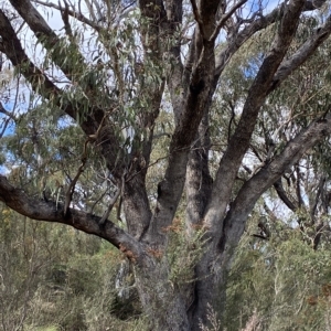 Eucalyptus bridgesiana at Bullen Range - 8 Apr 2023