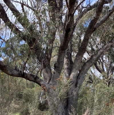 Eucalyptus bridgesiana (Apple Box) at Paddys River, ACT - 8 Apr 2023 by Tapirlord
