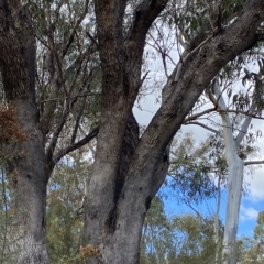 Eucalyptus bridgesiana at Bullen Range - 8 Apr 2023