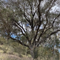 Eucalyptus bridgesiana at Bullen Range - 8 Apr 2023