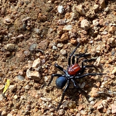 Missulena occatoria (Red-headed Mouse Spider) at Bullen Range - 8 Apr 2023 by Tapirlord