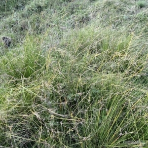 Cyperus lhotskyanus at Paddys River, ACT - 8 Apr 2023