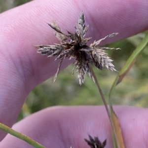 Cyperus lhotskyanus at Paddys River, ACT - 8 Apr 2023