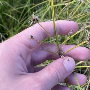 Cyperus lhotskyanus at Paddys River, ACT - 8 Apr 2023