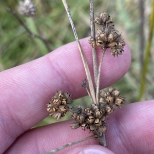 Juncus vaginatus at Paddys River, ACT - 8 Apr 2023